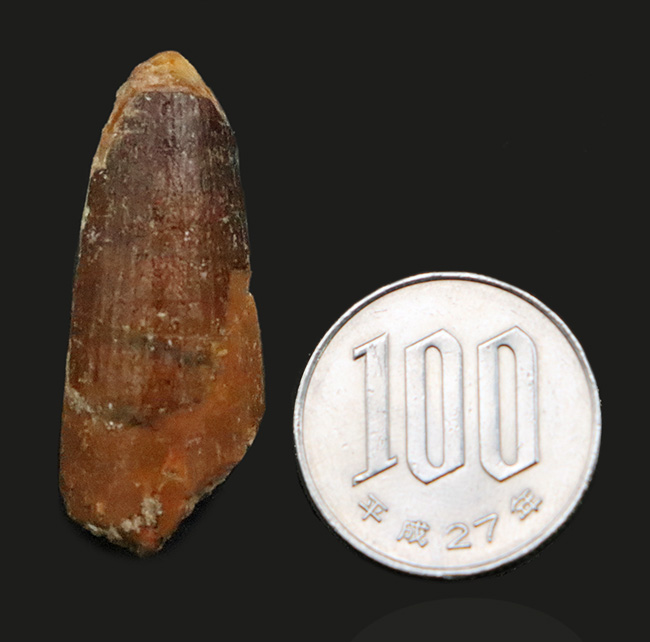 遥か太古のアフリカの湿地帯への窓口……スピノサウルス（Spinosaurus）歯化石（その7）