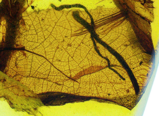 25ミリと大きく、透明度も抜群で、虫と植物片が明瞭に保存された上質なバーマイト(Burmite)(その1)