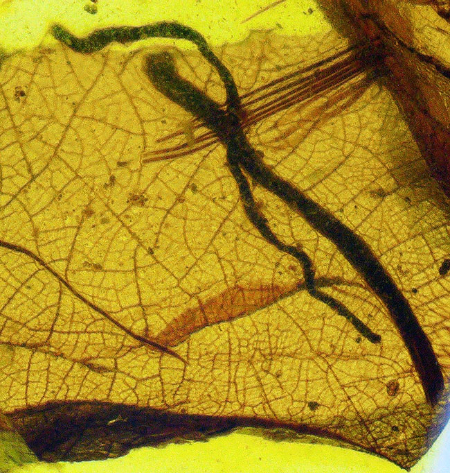 25ミリと大きく、透明度も抜群で、虫と植物片が明瞭に保存された上質なバーマイト(Burmite)(その3)