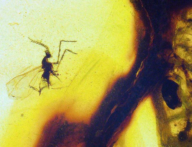 25ミリと大きく、透明度も抜群で、虫と植物片が明瞭に保存された上質なバーマイト(Burmite)(その4)