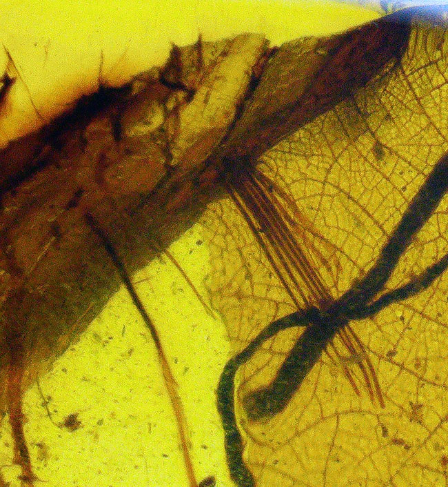 25ミリと大きく、透明度も抜群で、虫と植物片が明瞭に保存された上質なバーマイト(Burmite)(その5)