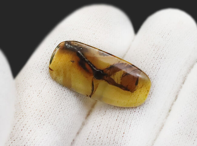 25ミリと大きく、透明度も抜群で、虫と植物片が明瞭に保存された上質なバーマイト(Burmite)(その7)