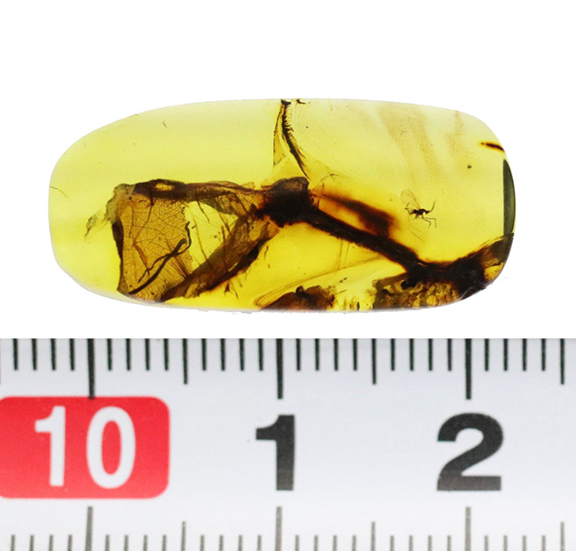 25ミリと大きく、透明度も抜群で、虫と植物片が明瞭に保存された上質なバーマイト(Burmite)(その8)
