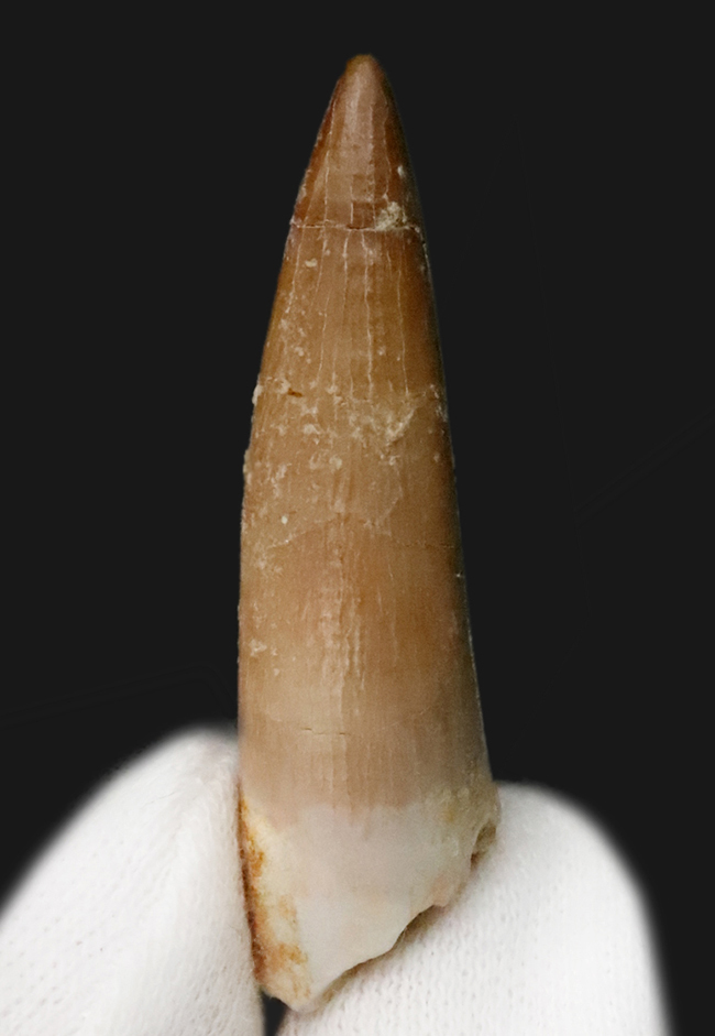 エナメル質の保存状態抜群＆先端まで残る美品！モロッコ産の首長竜エラスモサウルス（Elasmosaurus）の歯化石（その1）