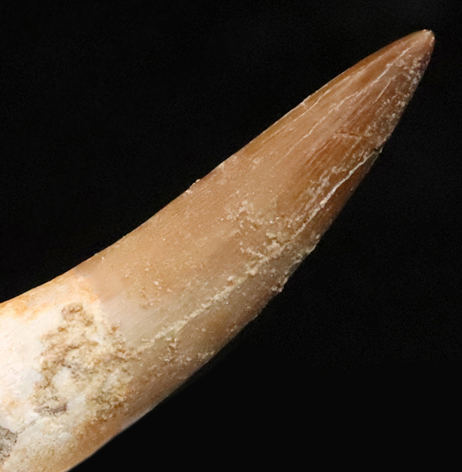 エナメル質の保存状態抜群＆先端まで残る美品！モロッコ産の首長竜エラスモサウルス（Elasmosaurus）の歯化石（その2）