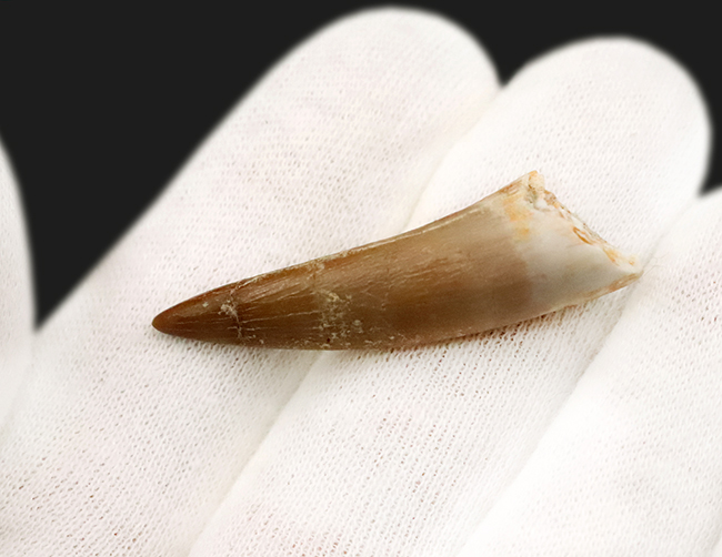 エナメル質の保存状態抜群＆先端まで残る美品！モロッコ産の首長竜エラスモサウルス（Elasmosaurus）の歯化石（その3）