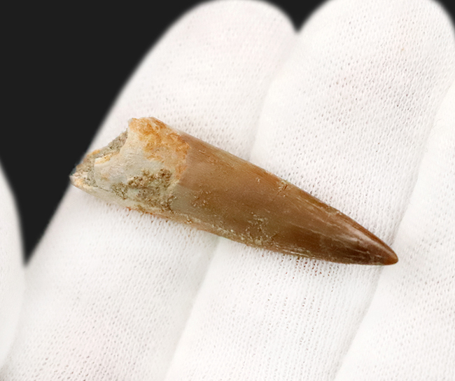 エナメル質の保存状態抜群＆先端まで残る美品！モロッコ産の首長竜エラスモサウルス（Elasmosaurus）の歯化石（その4）