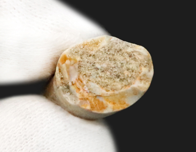 エナメル質の保存状態抜群＆先端まで残る美品！モロッコ産の首長竜エラスモサウルス（Elasmosaurus）の歯化石（その5）