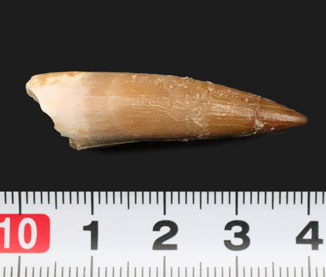 エナメル質の保存状態抜群＆先端まで残る美品！モロッコ産の首長竜エラスモサウルス（Elasmosaurus）の歯化石（その6）