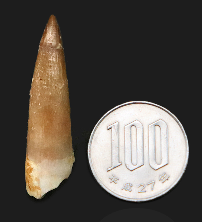 エナメル質の保存状態抜群＆先端まで残る美品！モロッコ産の首長竜エラスモサウルス（Elasmosaurus）の歯化石（その7）