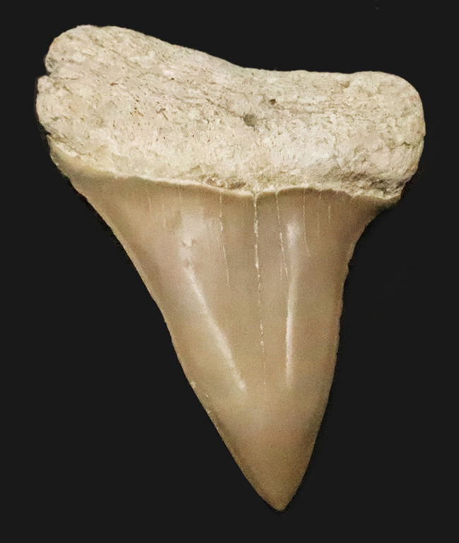 保存状態抜群！クリーム色を呈する、非常に美しい中新世のサメ類の歯化石（その1）
