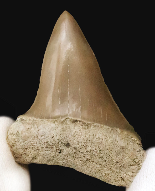 保存状態抜群！クリーム色を呈する、非常に美しい中新世のサメ類の歯化石（その2）