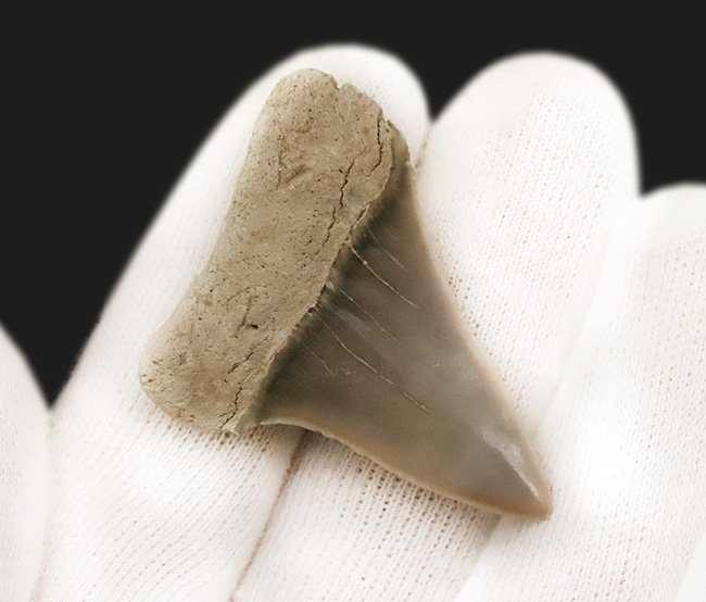 保存状態抜群！クリーム色を呈する、非常に美しい中新世のサメ類の歯化石（その4）