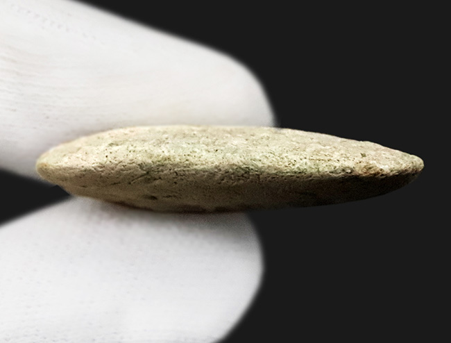 保存状態抜群！クリーム色を呈する、非常に美しい中新世のサメ類の歯化石（その5）