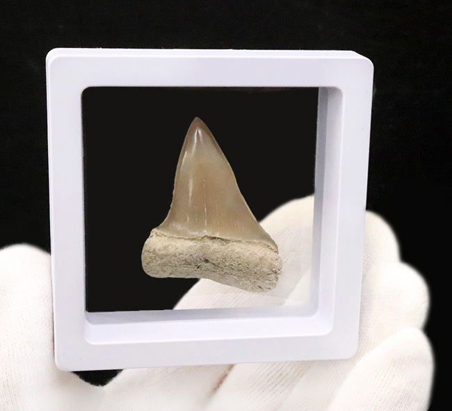 保存状態抜群！クリーム色を呈する、非常に美しい中新世のサメ類の歯化石（その6）