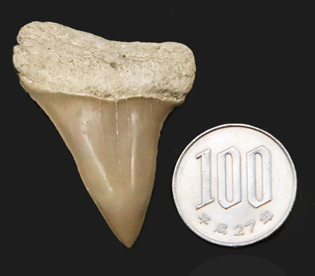 保存状態抜群！クリーム色を呈する、非常に美しい中新世のサメ類の歯化石（その8）