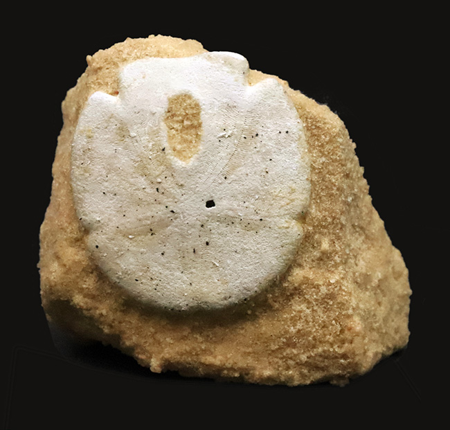 ビスケットか菓子パンか！？米国フロリダ州産、エンコープ・タミアミエンシス（Encope tamiamiensis）（その1）