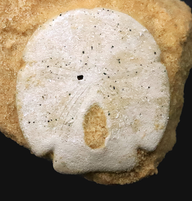 ビスケットか菓子パンか！？米国フロリダ州産、エンコープ・タミアミエンシス（Encope tamiamiensis）（その2）