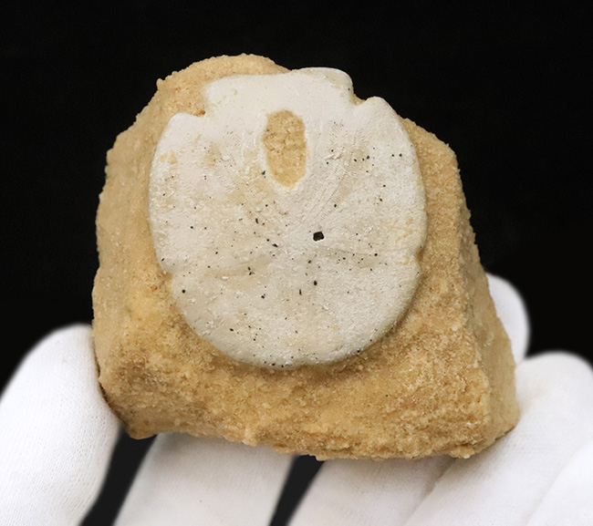 ビスケットか菓子パンか！？米国フロリダ州産、エンコープ・タミアミエンシス（Encope tamiamiensis）（その3）