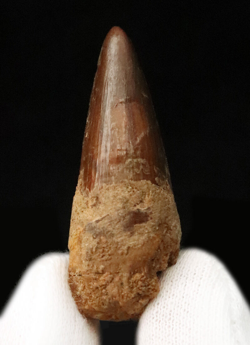先端までシャープに尖る！エナメル質の光沢が美しいスピノサウルス（Spinosaurus）の歯化石（その1）