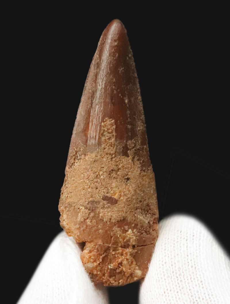 先端までシャープに尖る！エナメル質の光沢が美しいスピノサウルス（Spinosaurus）の歯化石（その2）