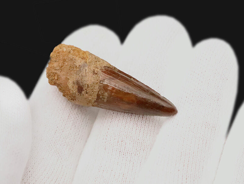 先端までシャープに尖る！エナメル質の光沢が美しいスピノサウルス（Spinosaurus）の歯化石（その3）