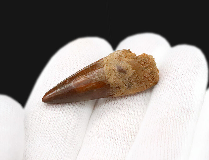 先端までシャープに尖る！エナメル質の光沢が美しいスピノサウルス（Spinosaurus）の歯化石（その4）