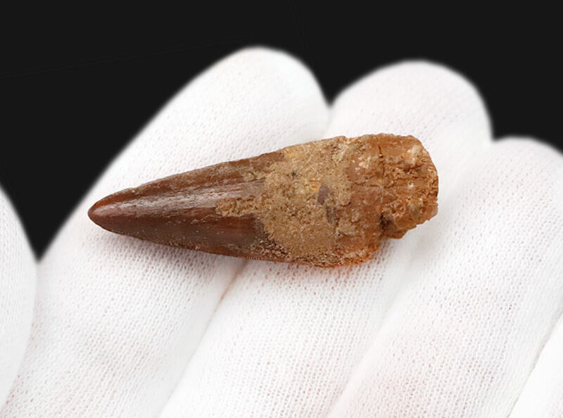 先端までシャープに尖る！エナメル質の光沢が美しいスピノサウルス（Spinosaurus）の歯化石（その5）