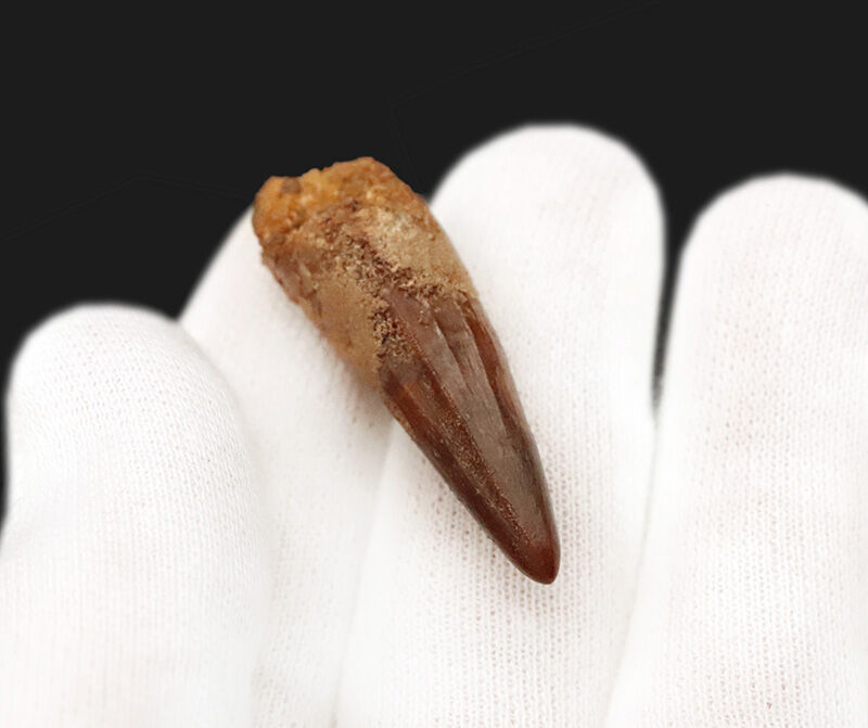 先端までシャープに尖る！エナメル質の光沢が美しいスピノサウルス（Spinosaurus）の歯化石（その6）