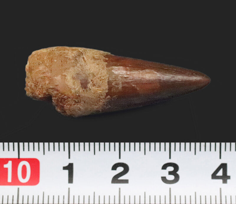 先端までシャープに尖る！エナメル質の光沢が美しいスピノサウルス（Spinosaurus）の歯化石（その8）