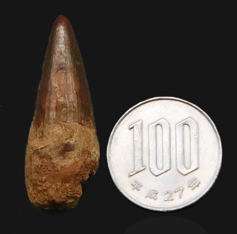 先端までシャープに尖る！エナメル質の光沢が美しいスピノサウルス（Spinosaurus）の歯化石（その9）