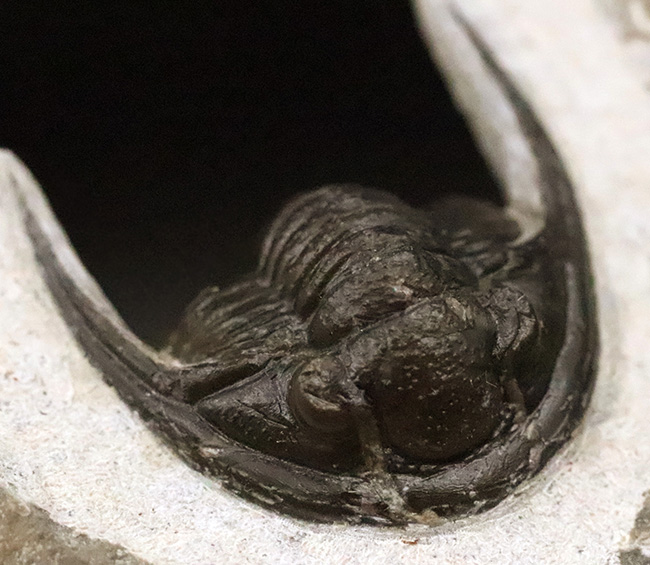 美麗品！専門プリパレーターによる非常に丁寧なクリーニングが施された、上質なコルヌプロエタス（Cornuproetus）（その1）