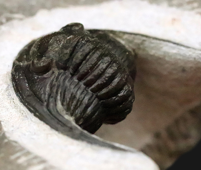 美麗品！専門プリパレーターによる非常に丁寧なクリーニングが施された、上質なコルヌプロエタス（Cornuproetus）（その10）