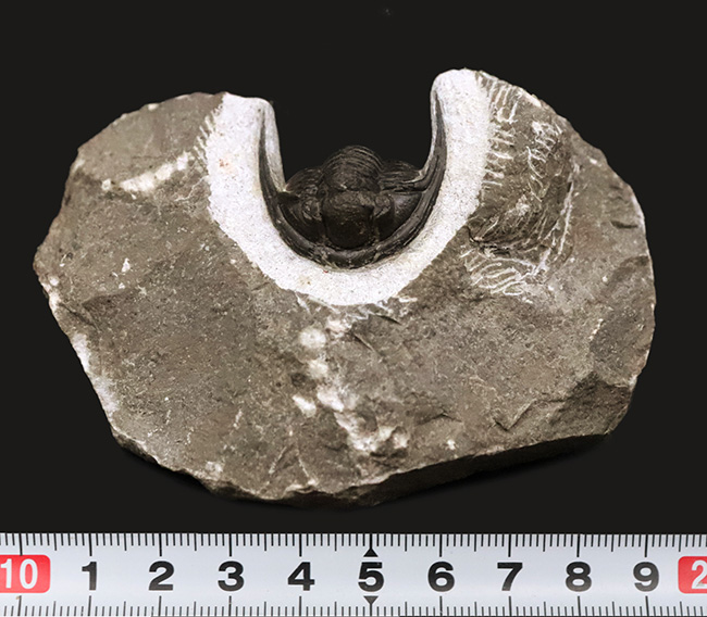 美麗品！専門プリパレーターによる非常に丁寧なクリーニングが施された、上質なコルヌプロエタス（Cornuproetus）（その11）