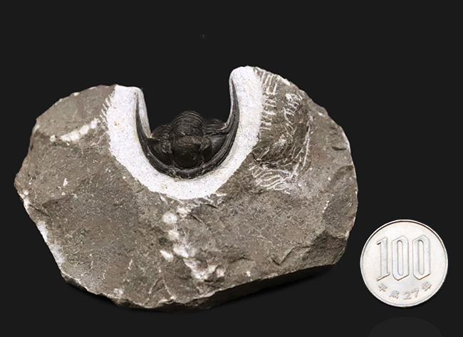 美麗品！専門プリパレーターによる非常に丁寧なクリーニングが施された、上質なコルヌプロエタス（Cornuproetus）（その12）