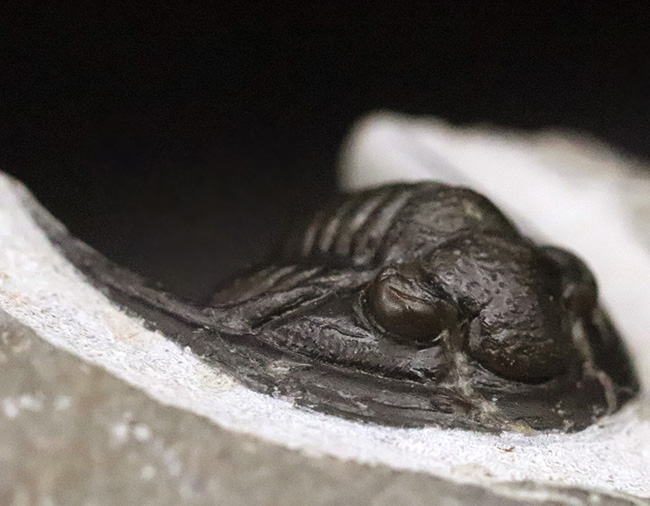 美麗品！専門プリパレーターによる非常に丁寧なクリーニングが施された、上質なコルヌプロエタス（Cornuproetus）（その2）