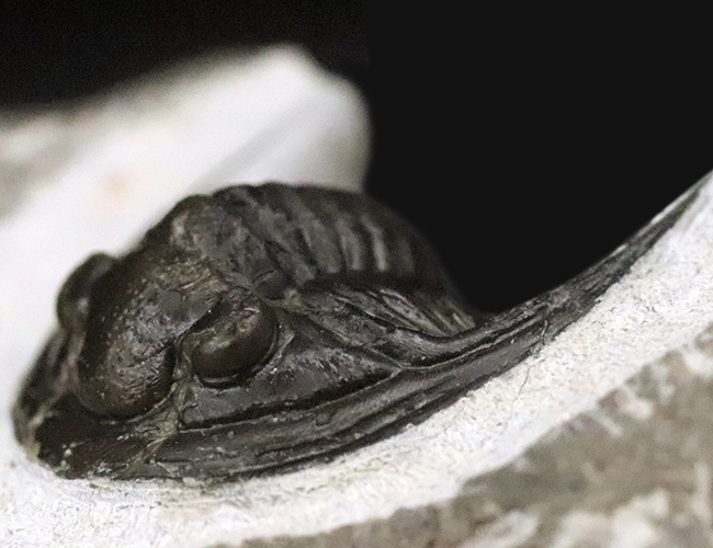 美麗品！専門プリパレーターによる非常に丁寧なクリーニングが施された、上質なコルヌプロエタス（Cornuproetus）（その3）