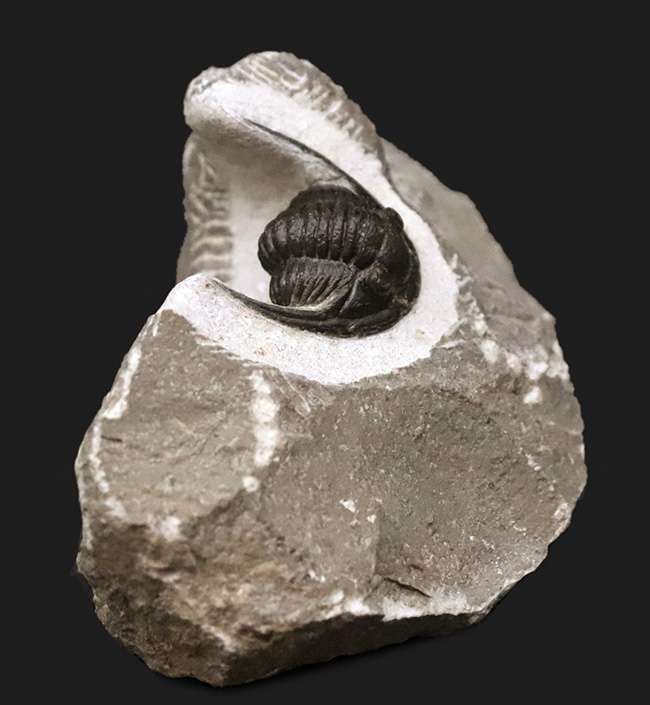 美麗品！専門プリパレーターによる非常に丁寧なクリーニングが施された、上質なコルヌプロエタス（Cornuproetus）（その4）