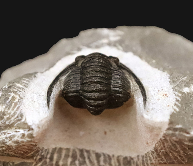 美麗品！専門プリパレーターによる非常に丁寧なクリーニングが施された、上質なコルヌプロエタス（Cornuproetus）（その5）