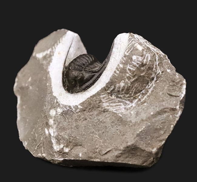 美麗品！専門プリパレーターによる非常に丁寧なクリーニングが施された、上質なコルヌプロエタス（Cornuproetus）（その6）