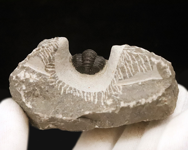 美麗品！専門プリパレーターによる非常に丁寧なクリーニングが施された、上質なコルヌプロエタス（Cornuproetus）（その7）