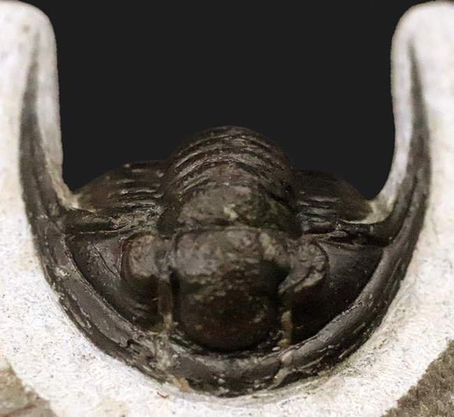 美麗品！専門プリパレーターによる非常に丁寧なクリーニングが施された、上質なコルヌプロエタス（Cornuproetus）（その8）