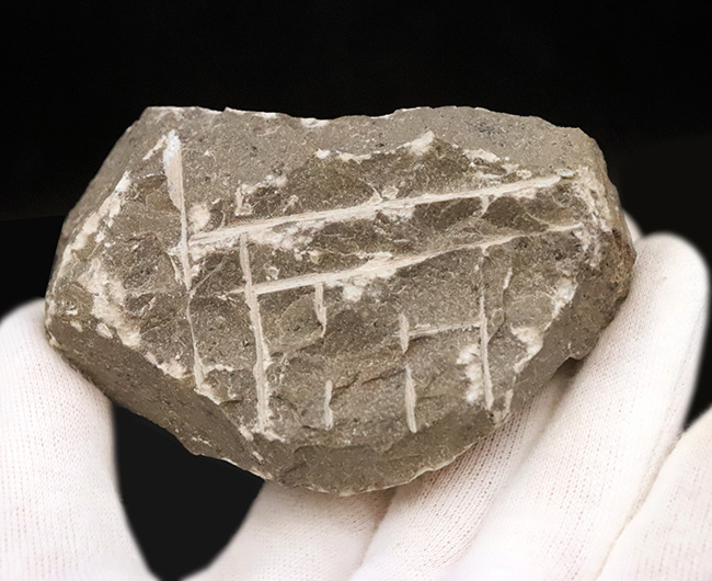 美麗品！専門プリパレーターによる非常に丁寧なクリーニングが施された、上質なコルヌプロエタス（Cornuproetus）（その9）