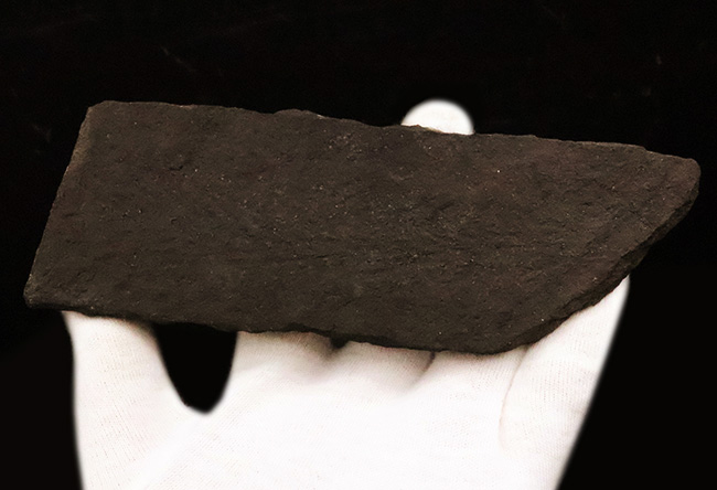 ドイツのペルム紀の地層から採集された初期の裸子植物、ウルマニア・フルメンタリア（Ullmannia frumentaria）の球果を含む葉の化石（その2）