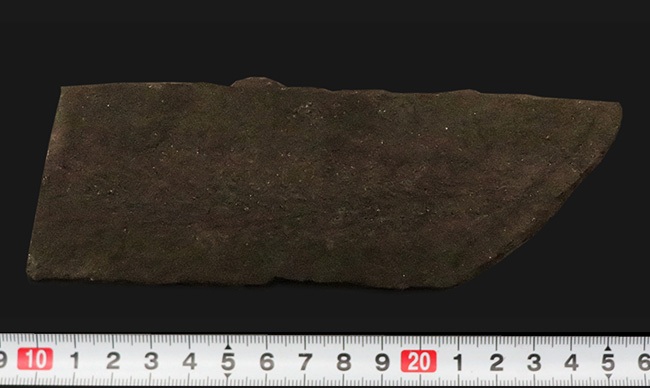 ドイツのペルム紀の地層から採集された初期の裸子植物、ウルマニア・フルメンタリア（Ullmannia frumentaria）の球果を含む葉の化石（その7）