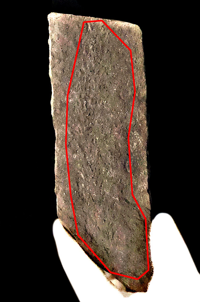 ドイツのペルム紀の地層から採集された初期の裸子植物、ウルマニア・フルメンタリア（Ullmannia frumentaria）の球果を含む葉の化石（その9）