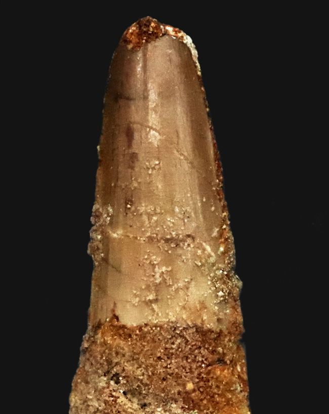 対魚類特化型の円錐形フォルム：大型肉食恐竜スピノサウルス（Spinosaurus）の歯化石（その2）