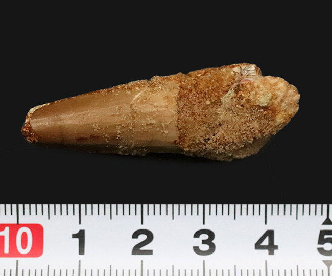 対魚類特化型の円錐形フォルム：大型肉食恐竜スピノサウルス（Spinosaurus）の歯化石（その6）