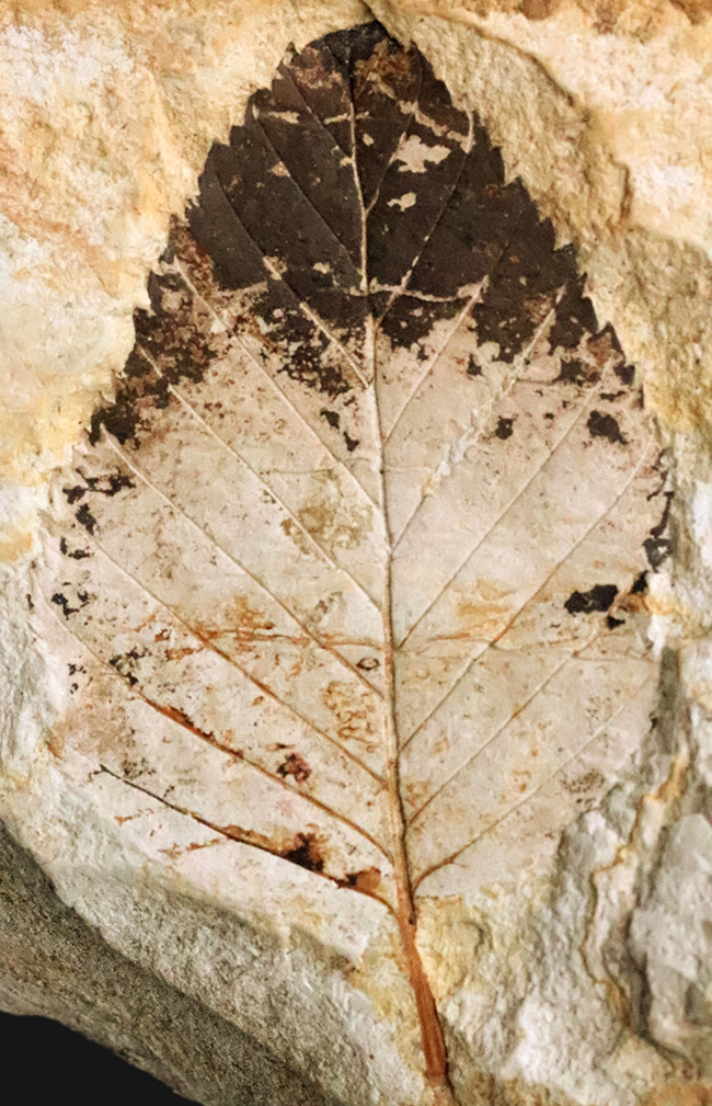 立派な母岩に、大きな木の葉が明瞭に保存。岩手県雫石町・用ノ沢産の木の葉化石（その1）