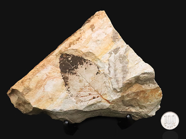 立派な母岩に、大きな木の葉が明瞭に保存。岩手県雫石町・用ノ沢産の木の葉化石（その10）